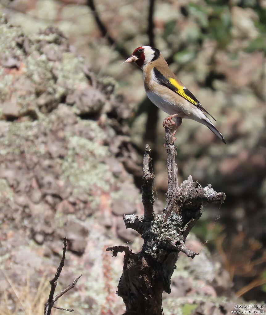 Chardonneret élégant