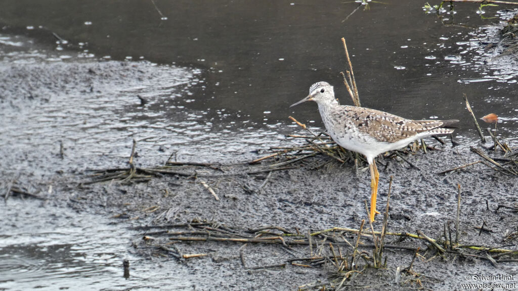 Lesser Yellowlegsadult breeding