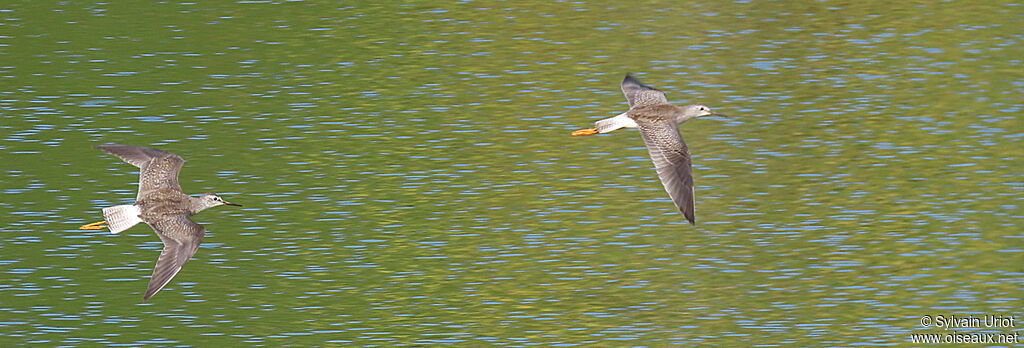 Lesser Yellowlegs