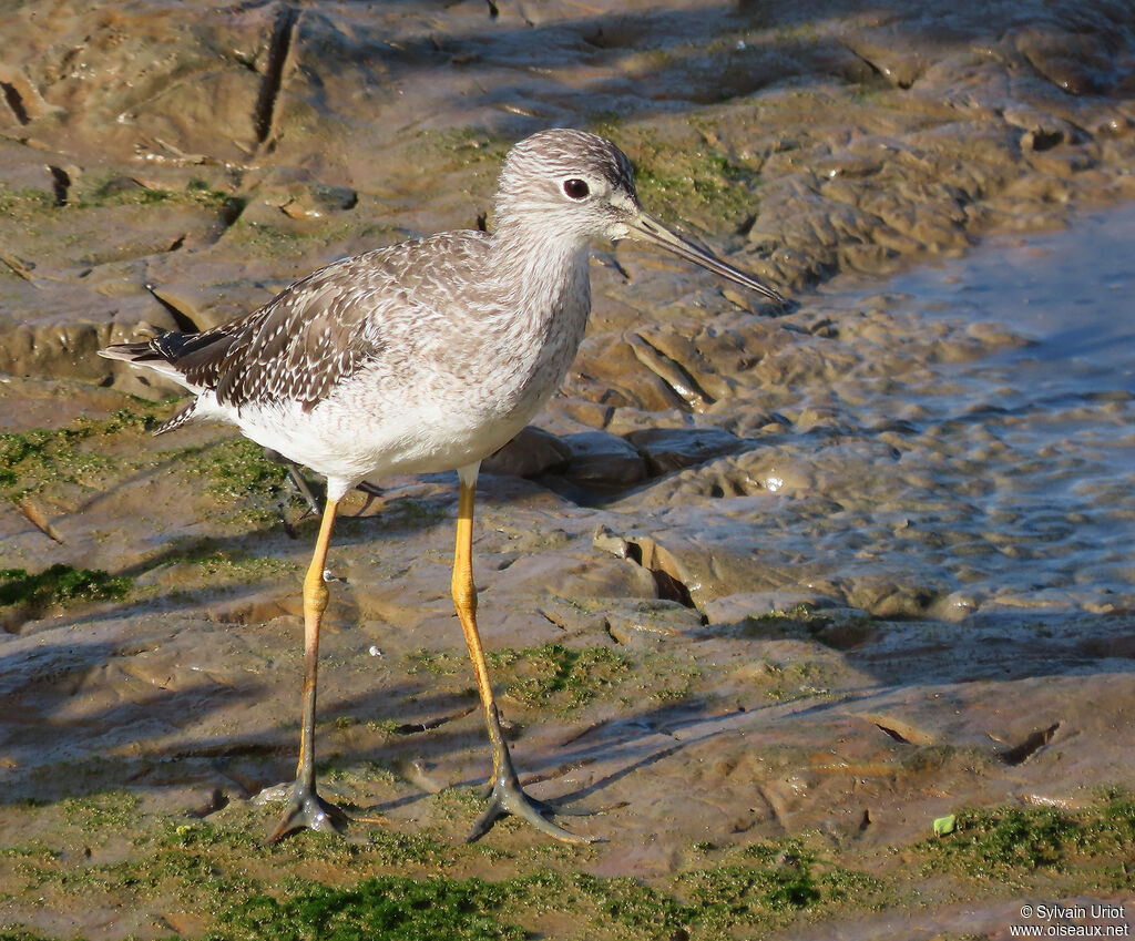 Lesser Yellowlegsadult