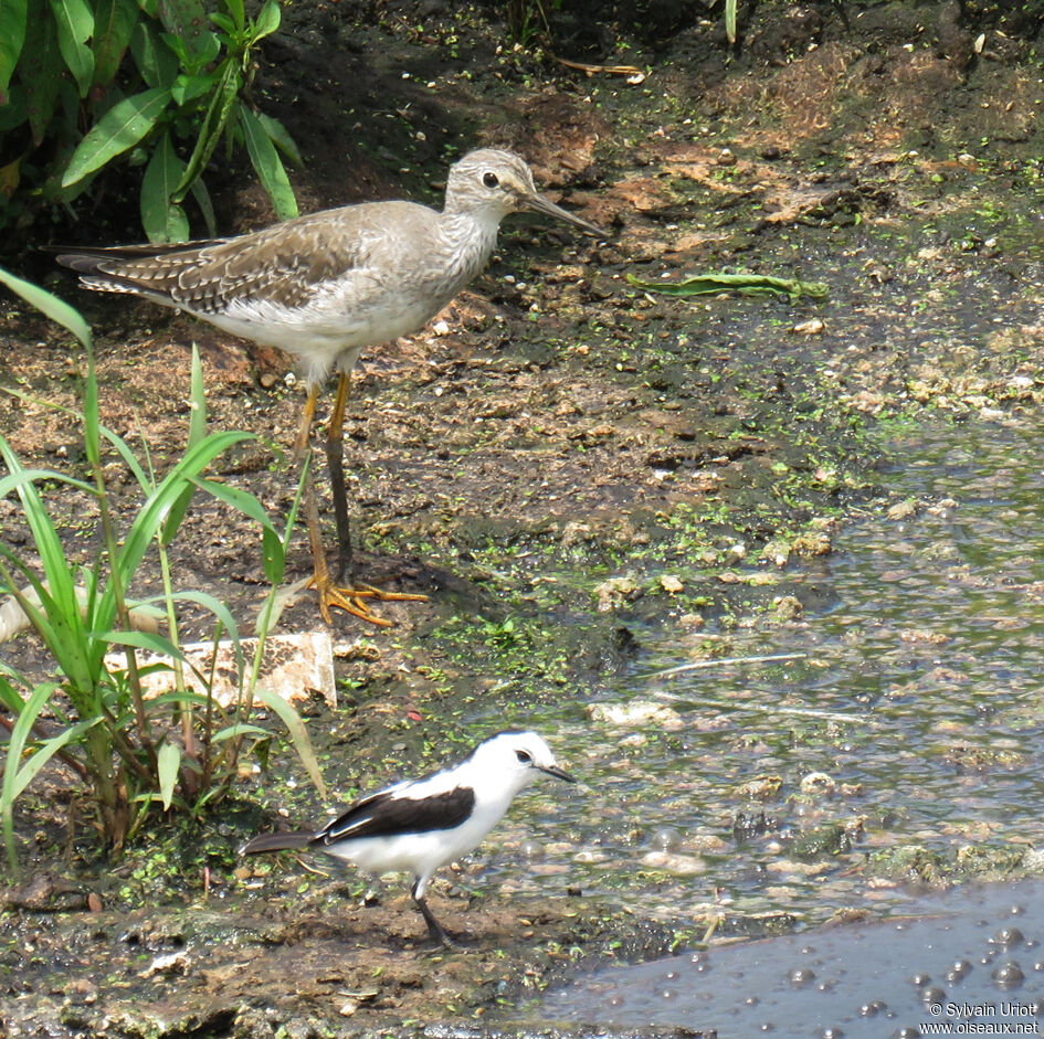 Lesser Yellowlegs
