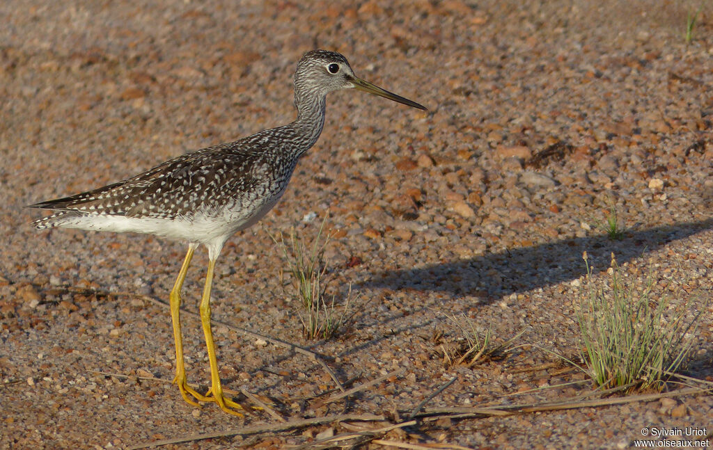 Greater Yellowlegs