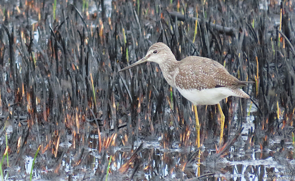 Chevalier criardadulte internuptial