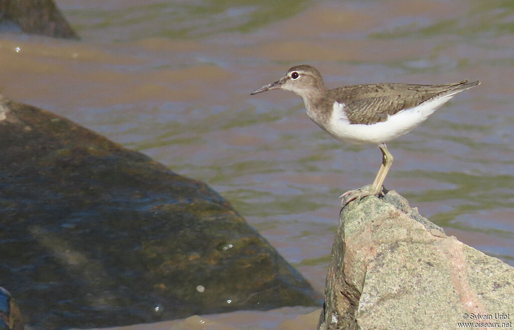 Spotted Sandpiperadult
