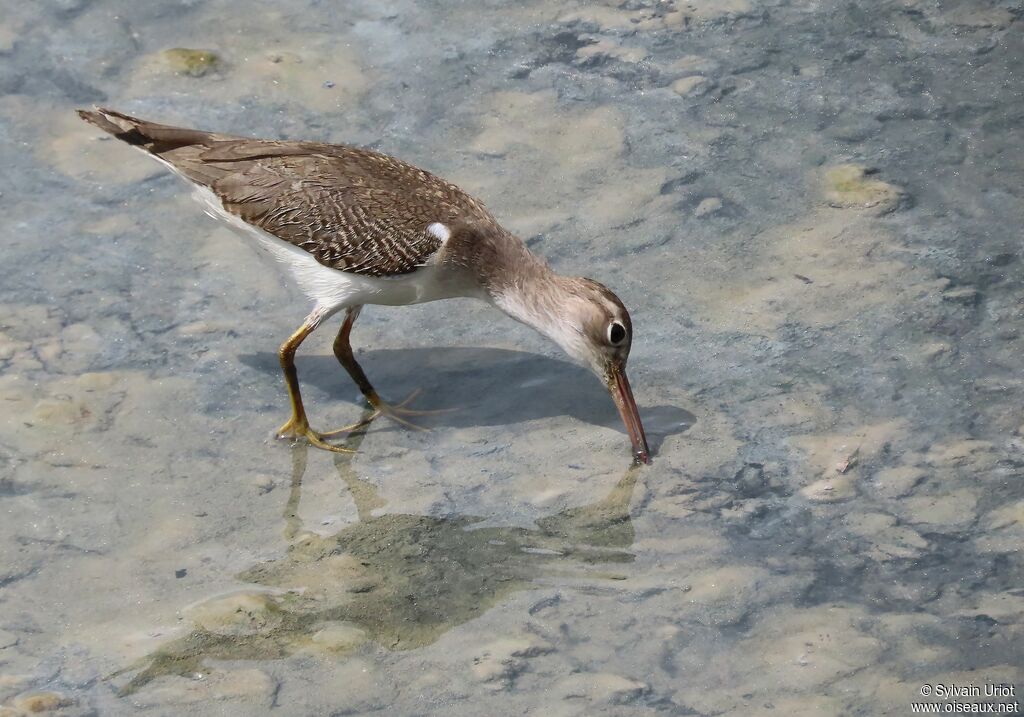 Spotted SandpiperFirst year