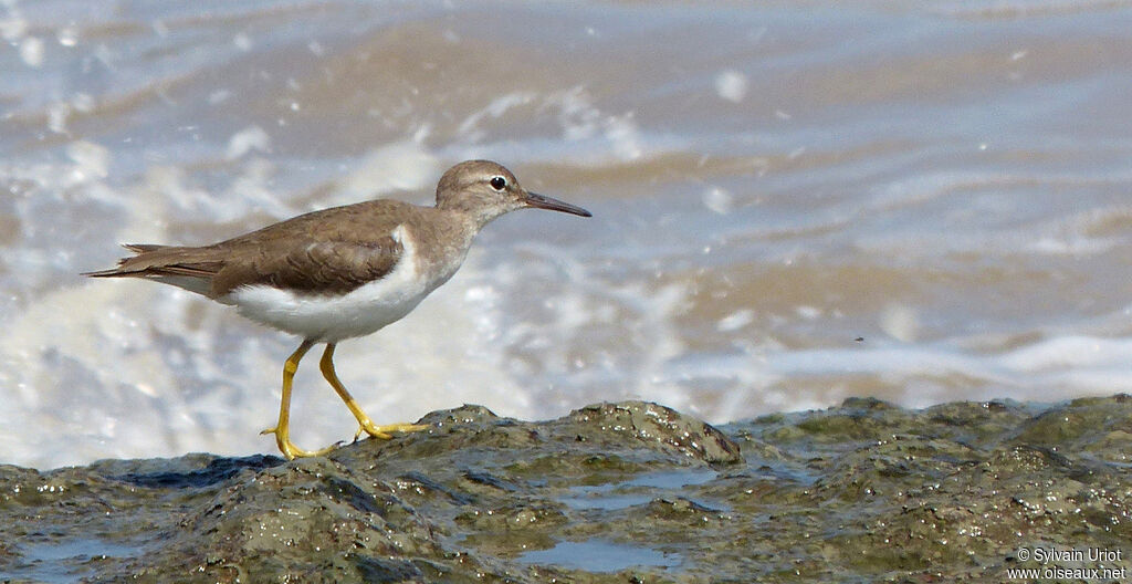 Spotted Sandpiper