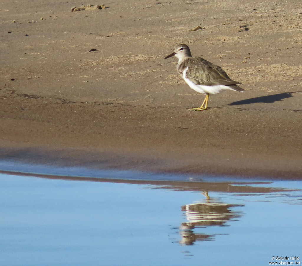 Spotted Sandpiperadult post breeding