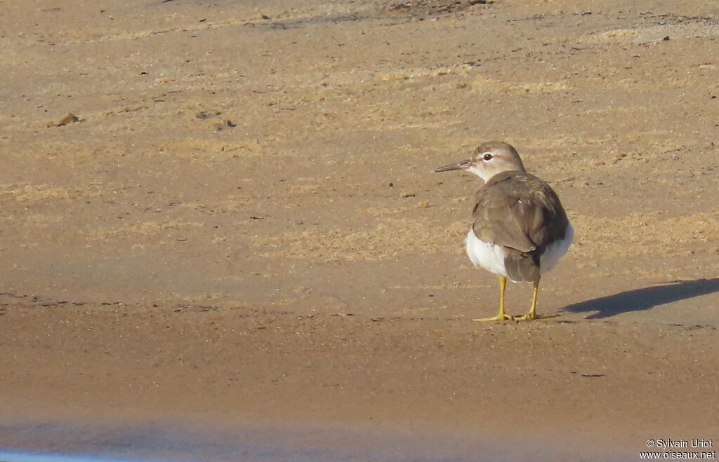 Spotted Sandpiperadult post breeding