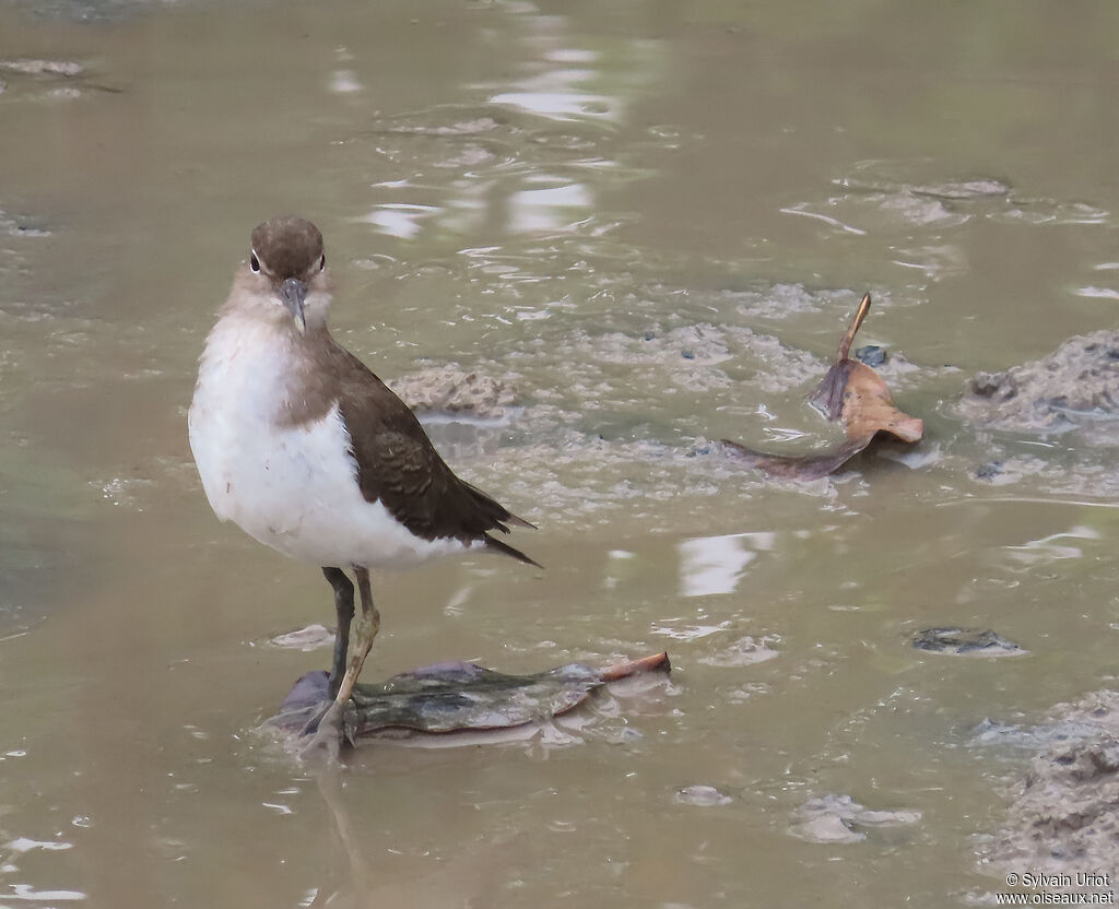 Spotted Sandpiperadult post breeding