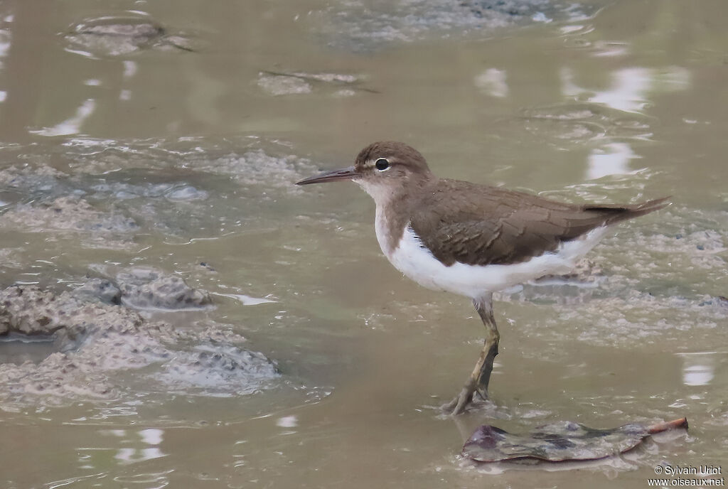 Spotted Sandpiperadult post breeding