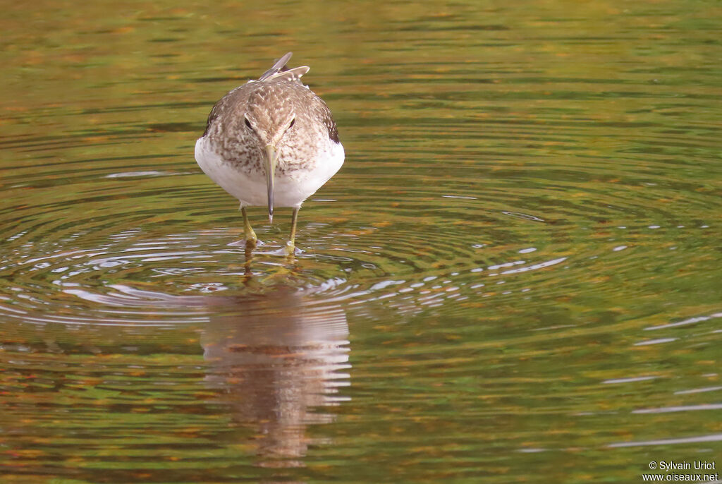 Chevalier solitaireadulte internuptial