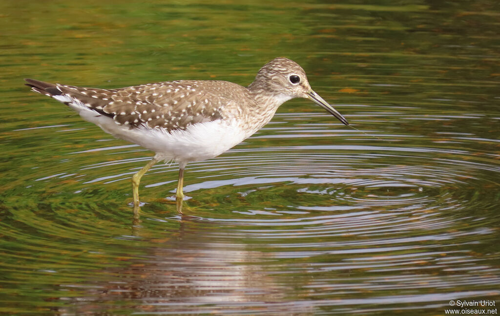 Chevalier solitaireadulte internuptial