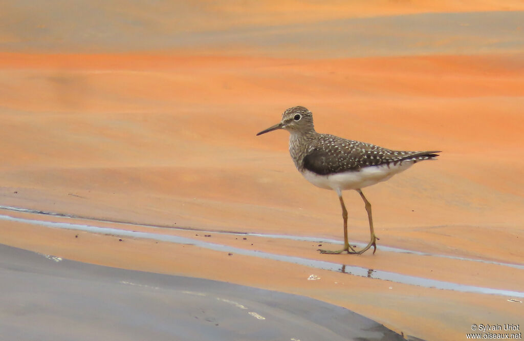 Solitary Sandpiper