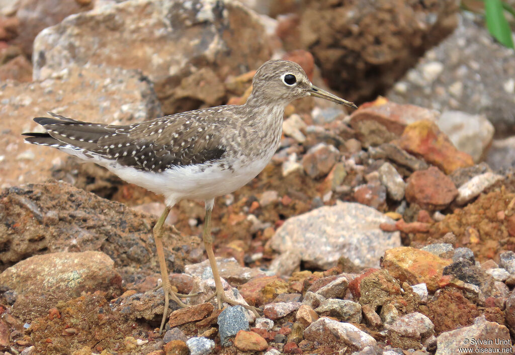 Solitary Sandpiper