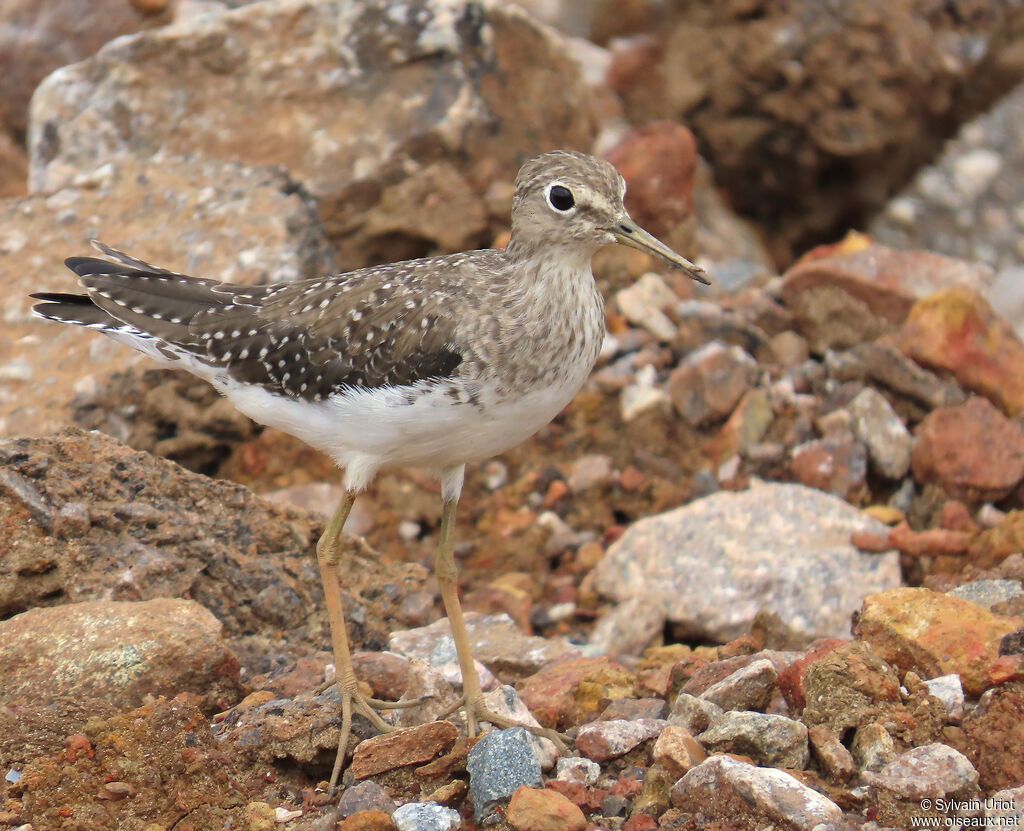Solitary Sandpiper