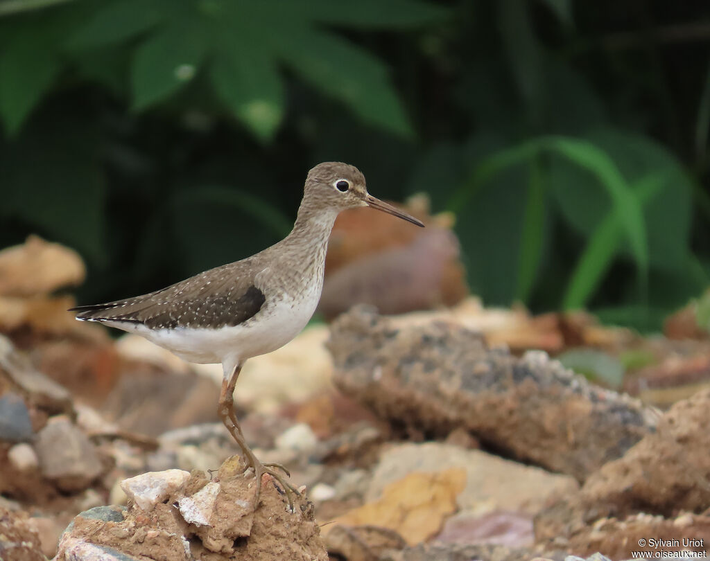 Solitary Sandpiper