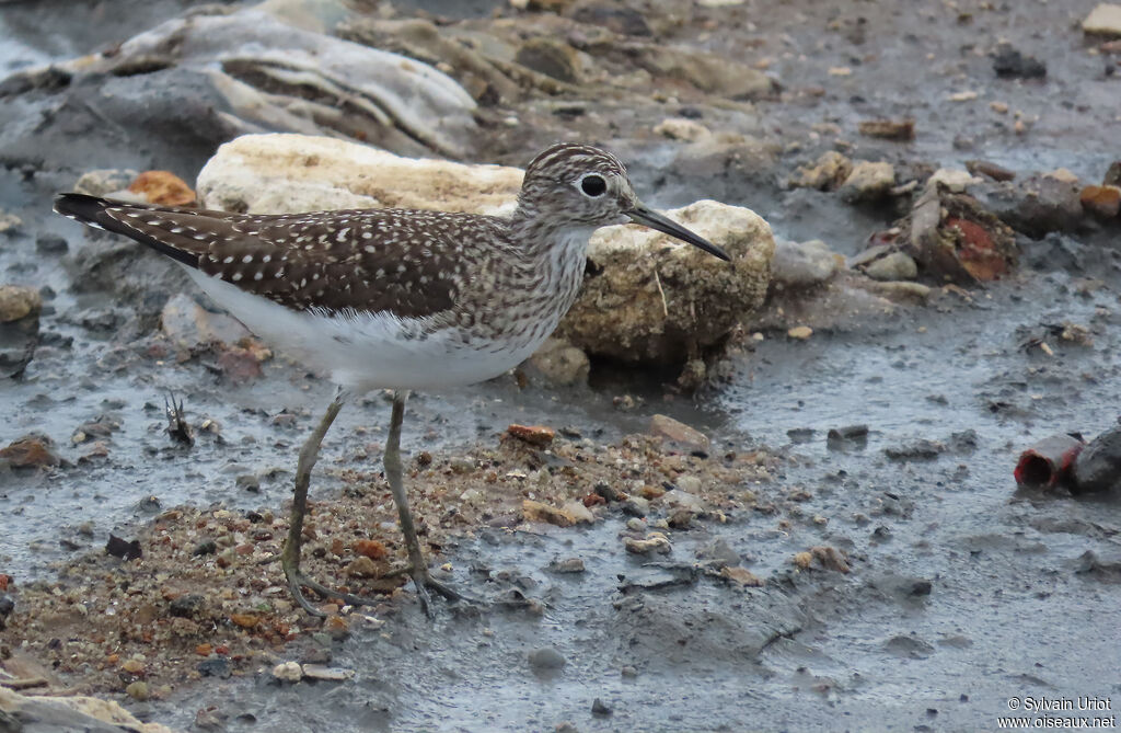 Chevalier solitaireadulte