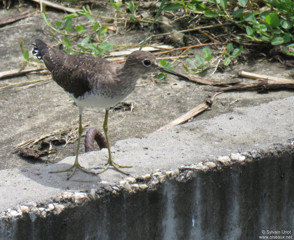 Solitary Sandpiper