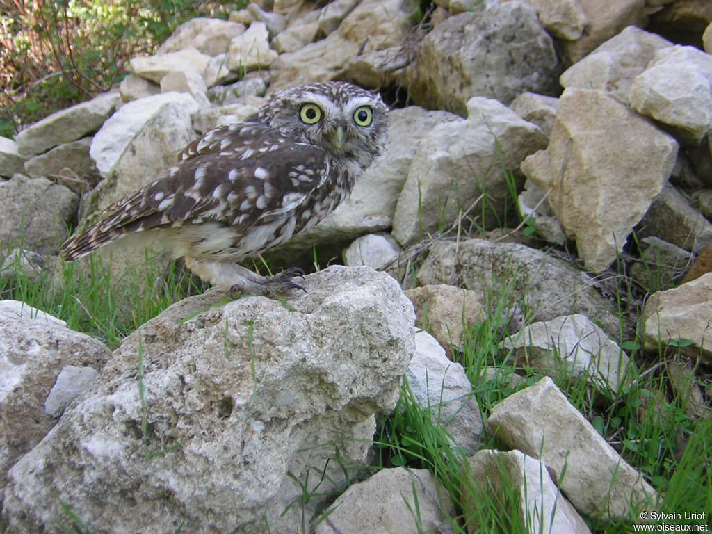 Little Owladult