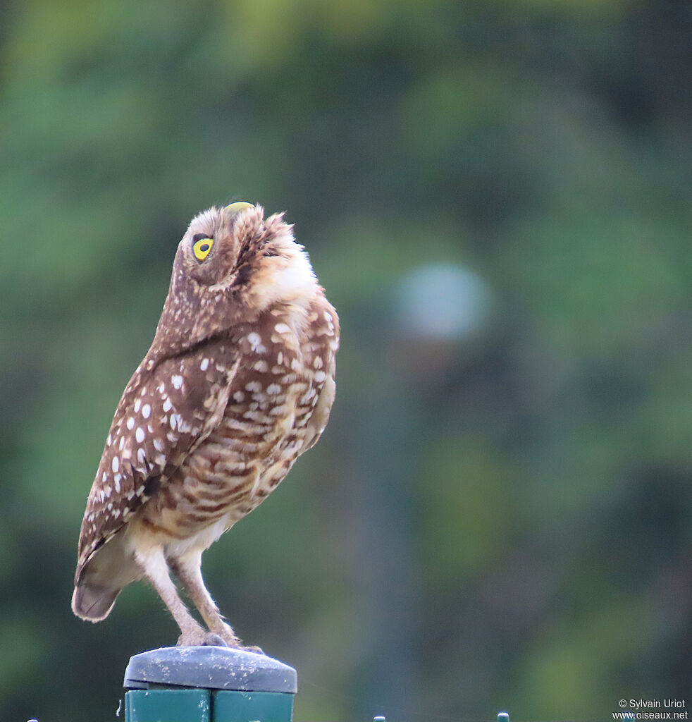 Chevêche des terriersadulte