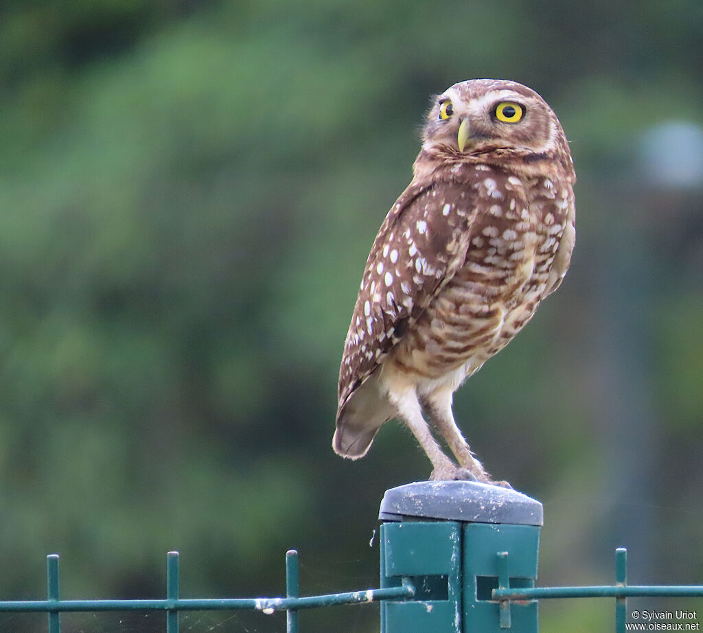Chevêche des terriersadulte
