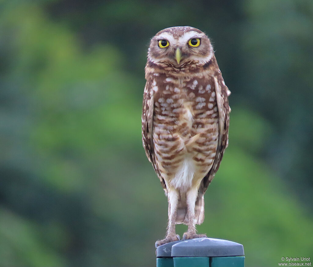 Chevêche des terriersadulte