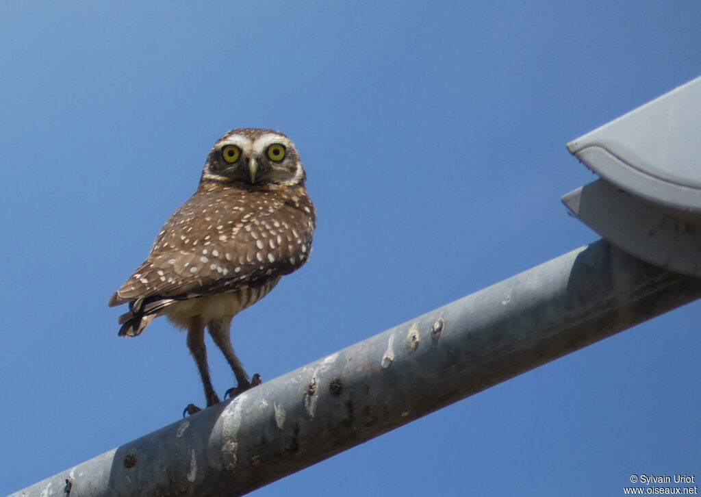 Burrowing Owladult