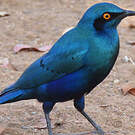 Choucador à oreillons bleus