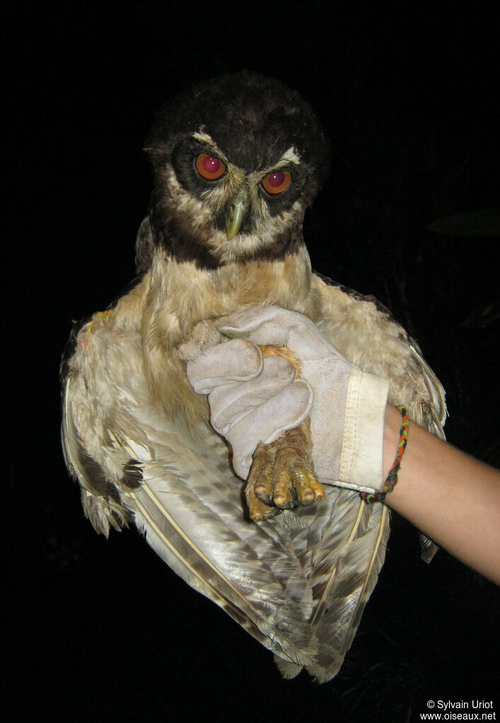 Chouette à lunettesadulte