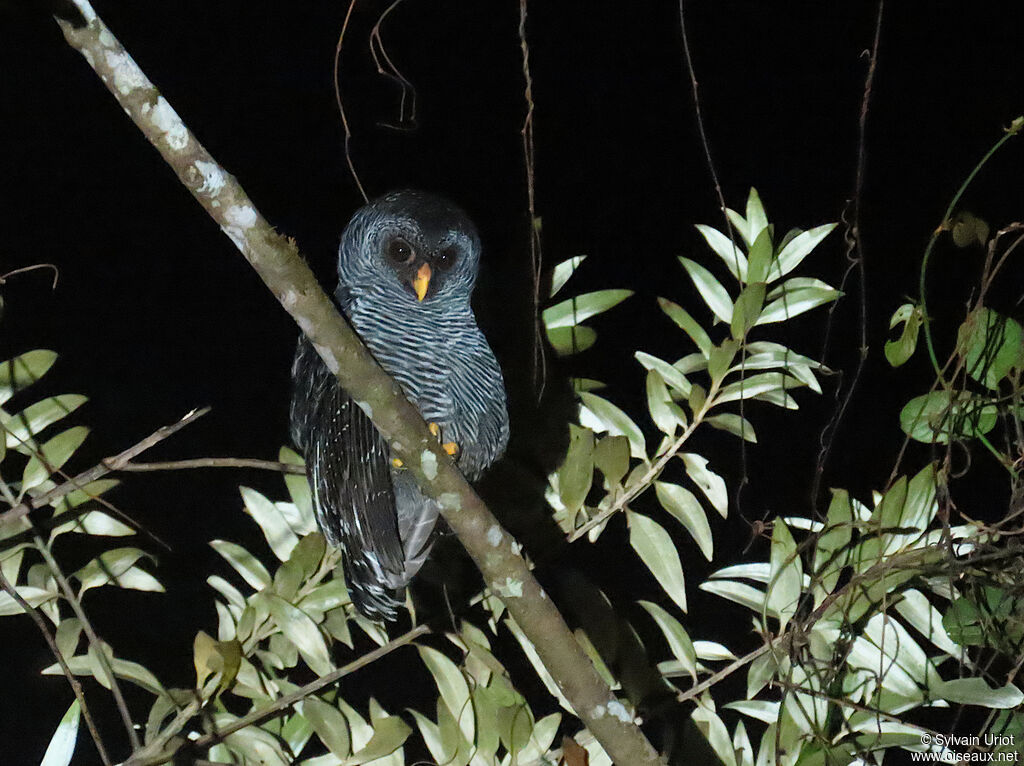 Chouette huhuladulte