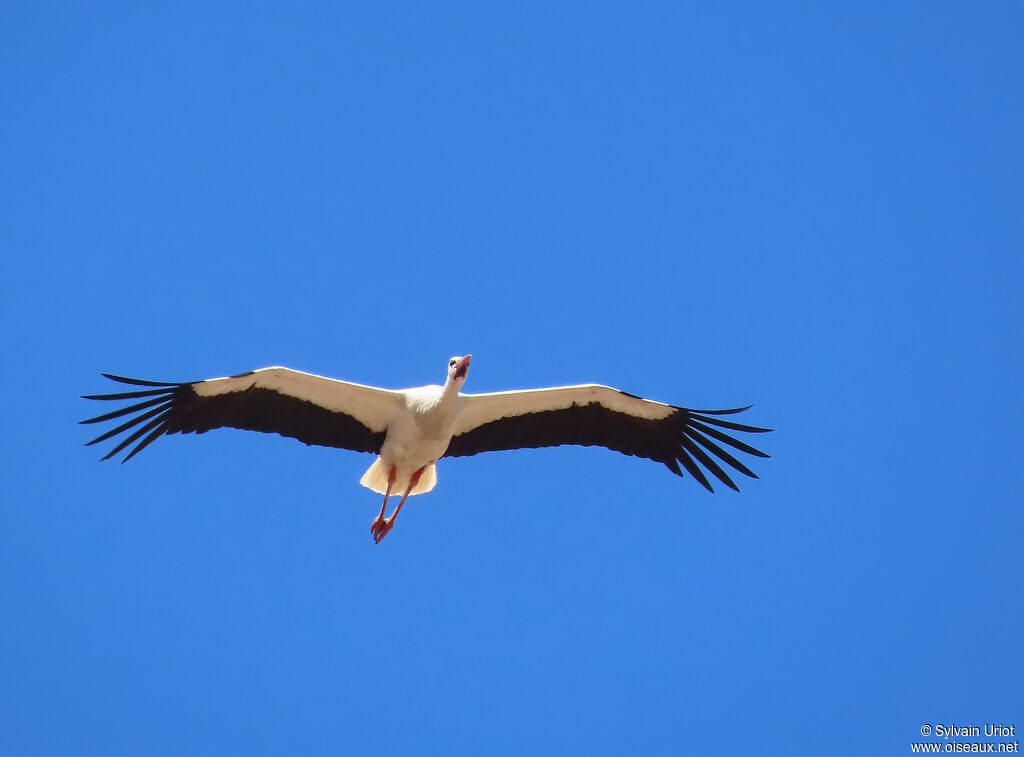 White Stork