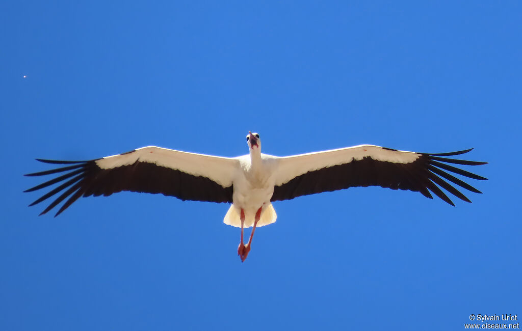 White Stork