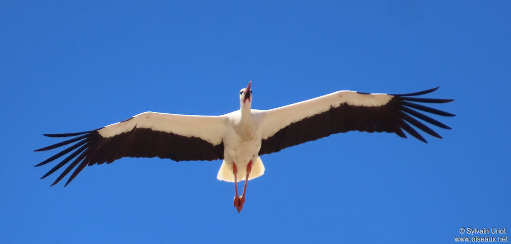 White Stork