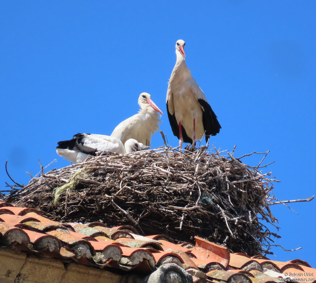 White Stork