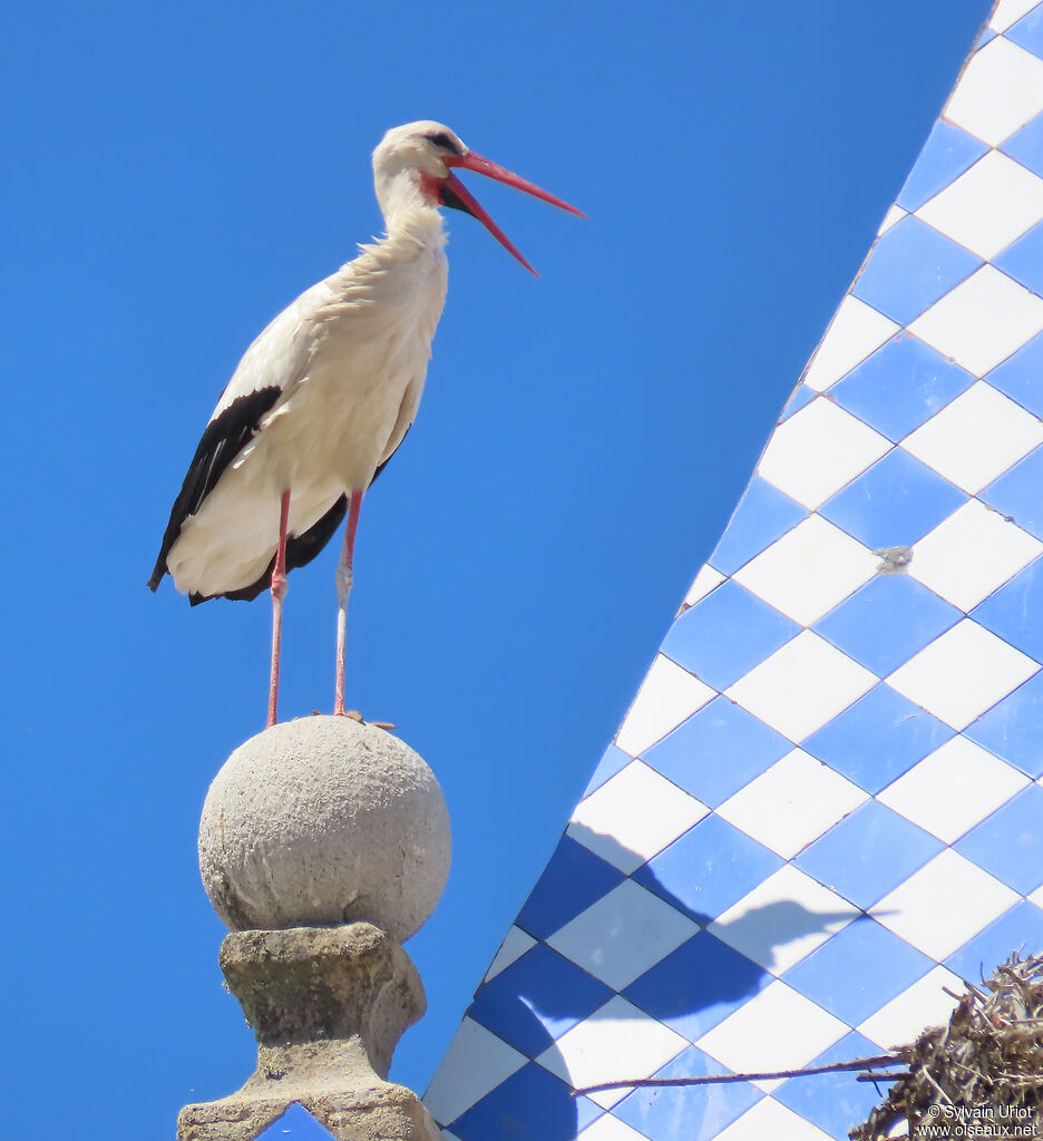 White Stork