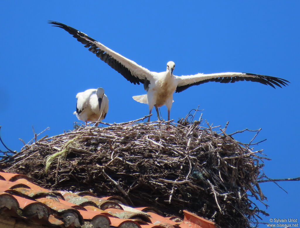 White Stork
