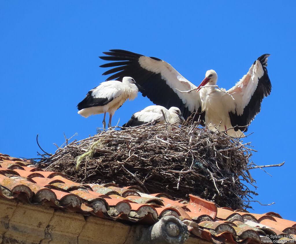 White Stork