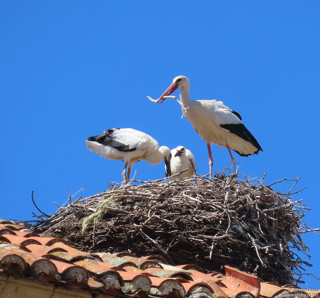 White Stork