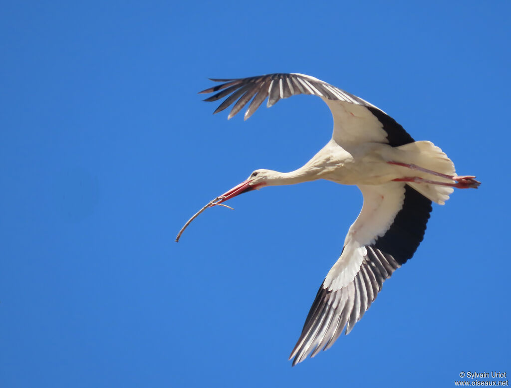 White Stork