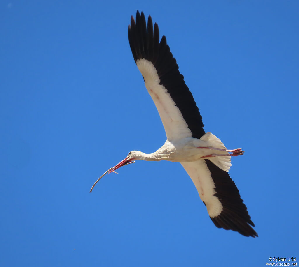 White Stork