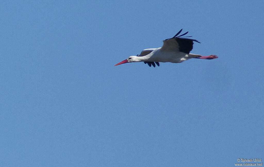 White Storkadult