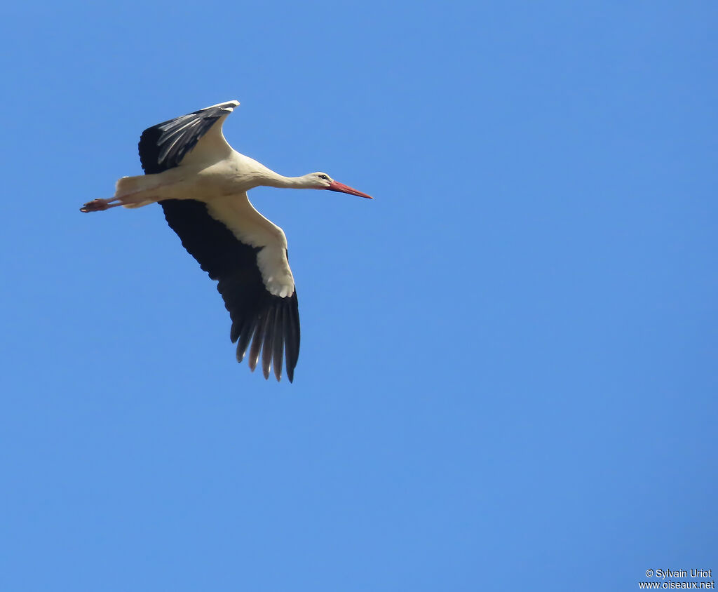 White Stork