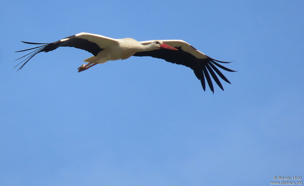 White Stork