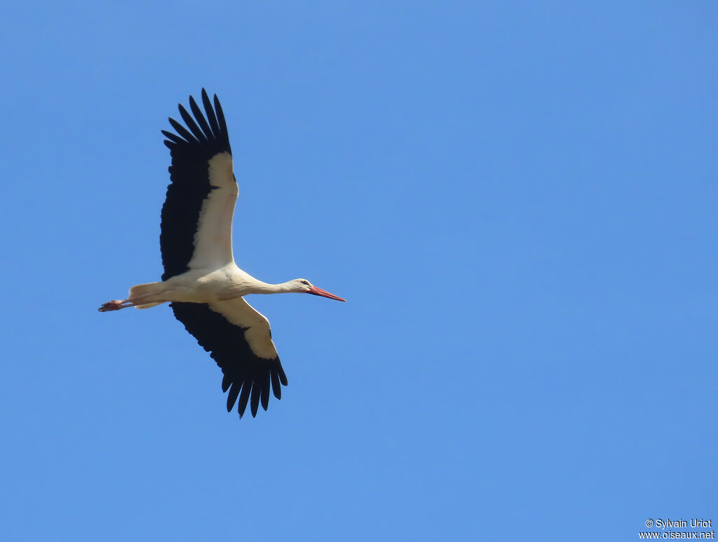 White Stork