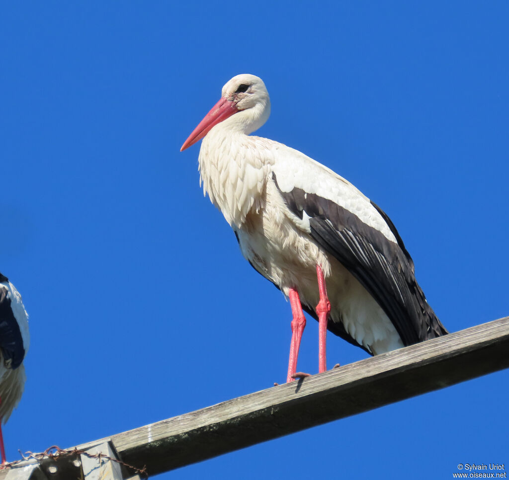 White Stork
