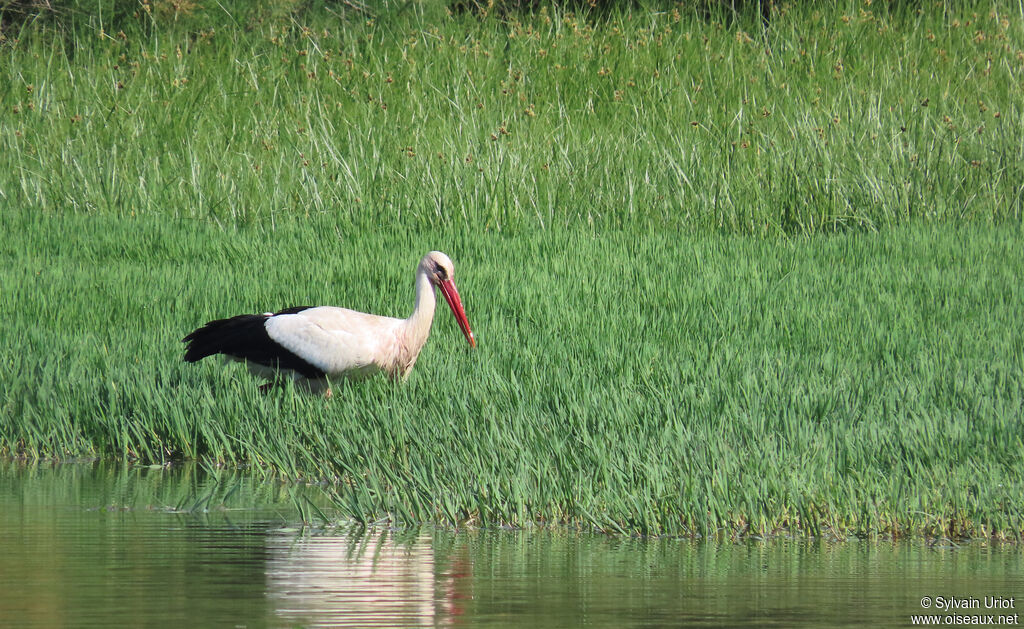 White Stork