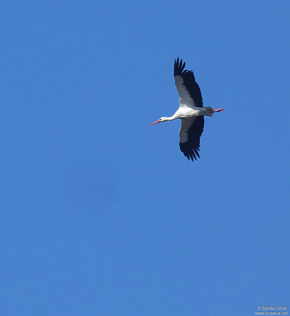 Cigogne blancheadulte