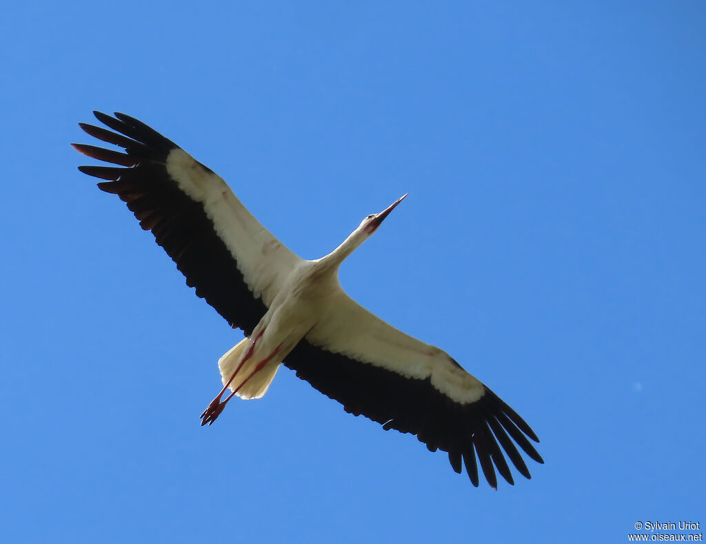 White Stork