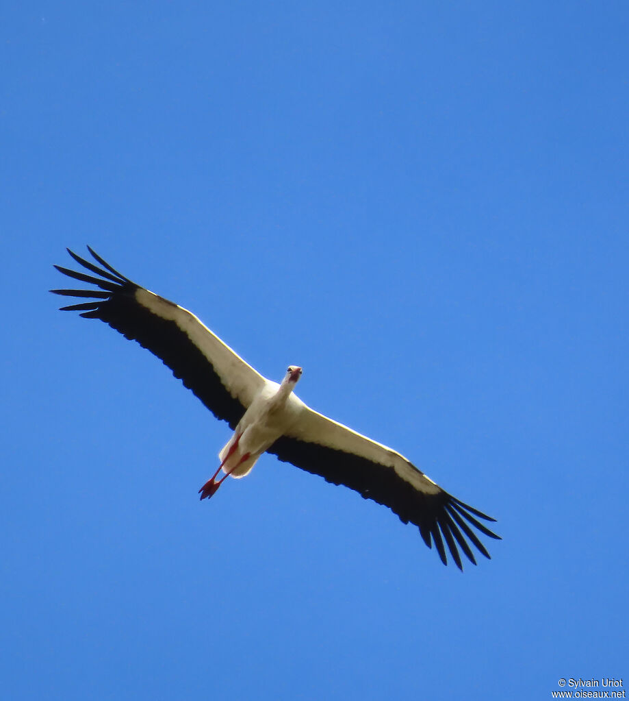 White Stork