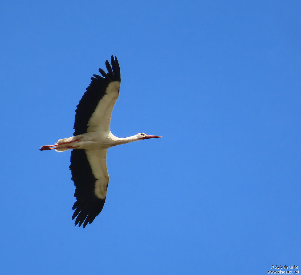 White Stork